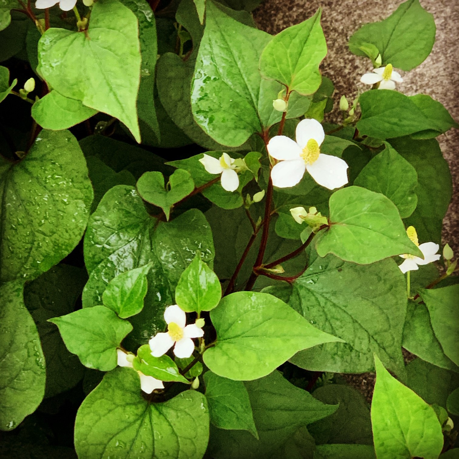 どくだみの花の巻 茶葉焙煎加工 委託 Pb Oem の丸菱ブログ